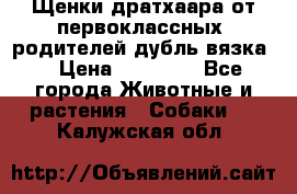 Щенки дратхаара от первоклассных  родителей(дубль вязка) › Цена ­ 22 000 - Все города Животные и растения » Собаки   . Калужская обл.